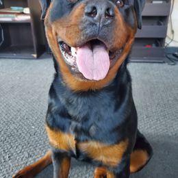 Rottweiler Puppies from Morton Von Hause Rottweilers
