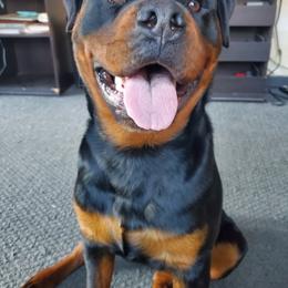 Rottweiler Puppies from Morton Von Hause Rottweilers