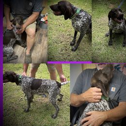Ellie - German Shorthaired Pointer