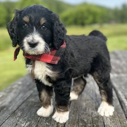 Gaston - Tri-color male Bernedoodle puppy in Ferguson, North Carolina from Elevated Standards NC