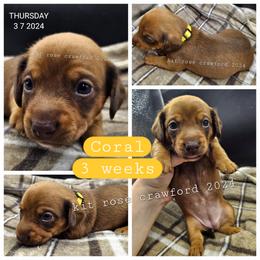 Dachshund Puppies from Wayward Home Dachshunds