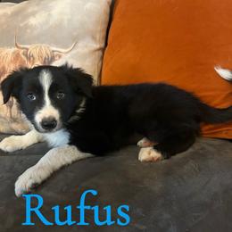 Rufus - Black and white male Border Collie puppy in Rocky, Oklahoma from SoCal/Promise Land Border Collies