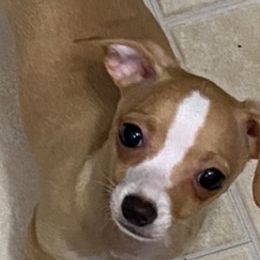 Chihuahuas from Chi Chihuahuas