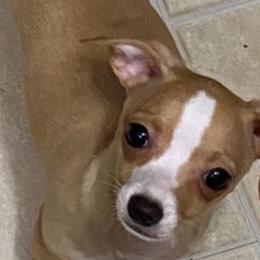 Chihuahuas from Chi Chihuahuas
