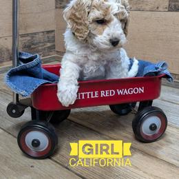 California - Parti female Goldendoodle puppy in Cambridge, Minnesota from Country Meadow Doodles