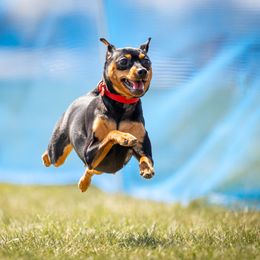 Witzend Love On The Rocks - Miniature Pinscher