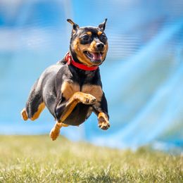 Witzend Love On The Rocks - Miniature Pinscher