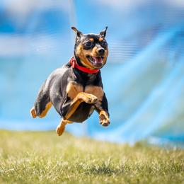 Witzend Love On The Rocks - Miniature Pinscher