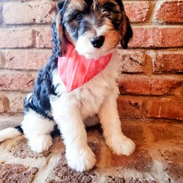 Bernedoodle Puppies from Speedwell Forge Doodles