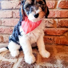 Bernedoodle Puppies from Speedwell Forge Doodles