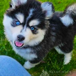 Pomsky Puppies from Pathfinder Pomskies
