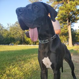 Chronus - Great Dane