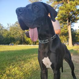 Chronus - Great Dane