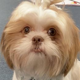 Thor - Shih Tzu