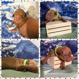 Goldendoodle and Golden Retriever Puppies from Were The Mack'Doodles