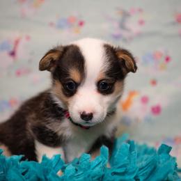 Pink - Black and tan female Pembroke Welsh Corgi puppy in Dobson, North Carolina from Clover S Farm