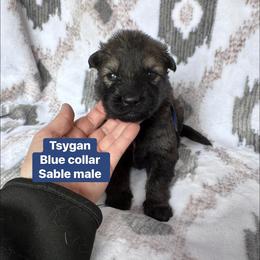 Tsygan - Sable male German Shepherd puppy in New Cambria, Missouri from Des Hausraben Shepherds