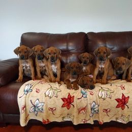 Rhodesian Ridgeback Puppies from Tifari Rhodesian Ridgebacks