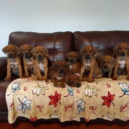 Rhodesian Ridgeback Puppies from Tifari Rhodesian Ridgebacks