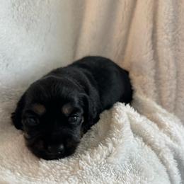 Bella - Black and cream female Dachshund puppy in Jarrell, Texas from Blackfoot Dachshunds