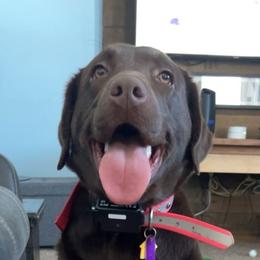 Labrador Retrievers from Midwest Labrador’s