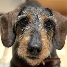 Tink - Dachshund