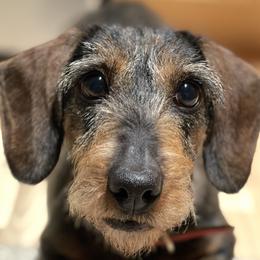 Tink - Dachshund