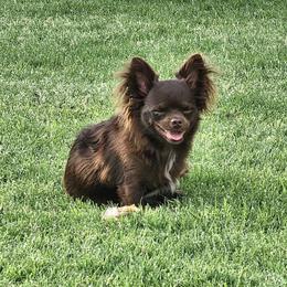 Romeo - Chihuahua