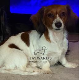 Lucy - Dachshund