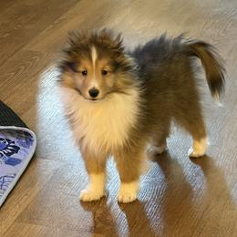 Shetland Sheepdog puppies from Kyntara Shelties