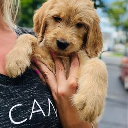 Renegade - Goldendoodle puppy in Toledo, Ohio from Doodle Devotion
