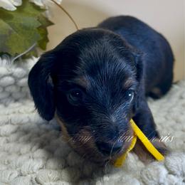 Adonis - Black and tan male Dachshund puppy in Jena, Louisiana from Amy’s Mini Doxies