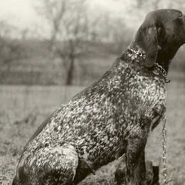Sartor - German Shorthaired Pointer