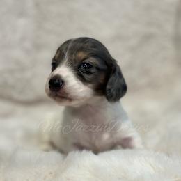 Green heart male (dapple piebald) - Piebald male Dachshund puppy in Chehalis, Washington from McJazzin Doxies