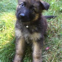 German Shepherds from Farrenhaus