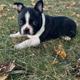 Xander - Black and white male Boston Terrier puppy in Fillmore, Illinois from Wind Hill Puppies