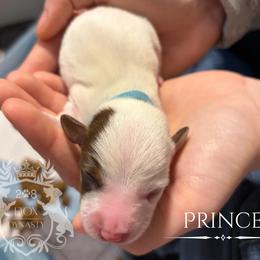 Dachshund Puppies from 208 Dox Dynasty