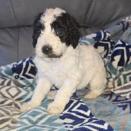 Truffles - Black and white female Bernedoodle puppy in Mckenzie, Tennessee from Small Town Doodles & Poodles