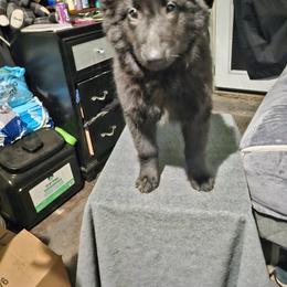 Siren - Black female Belgian Sheepdog puppy in Virginia Beach, Virginia from Sea Major Belgians