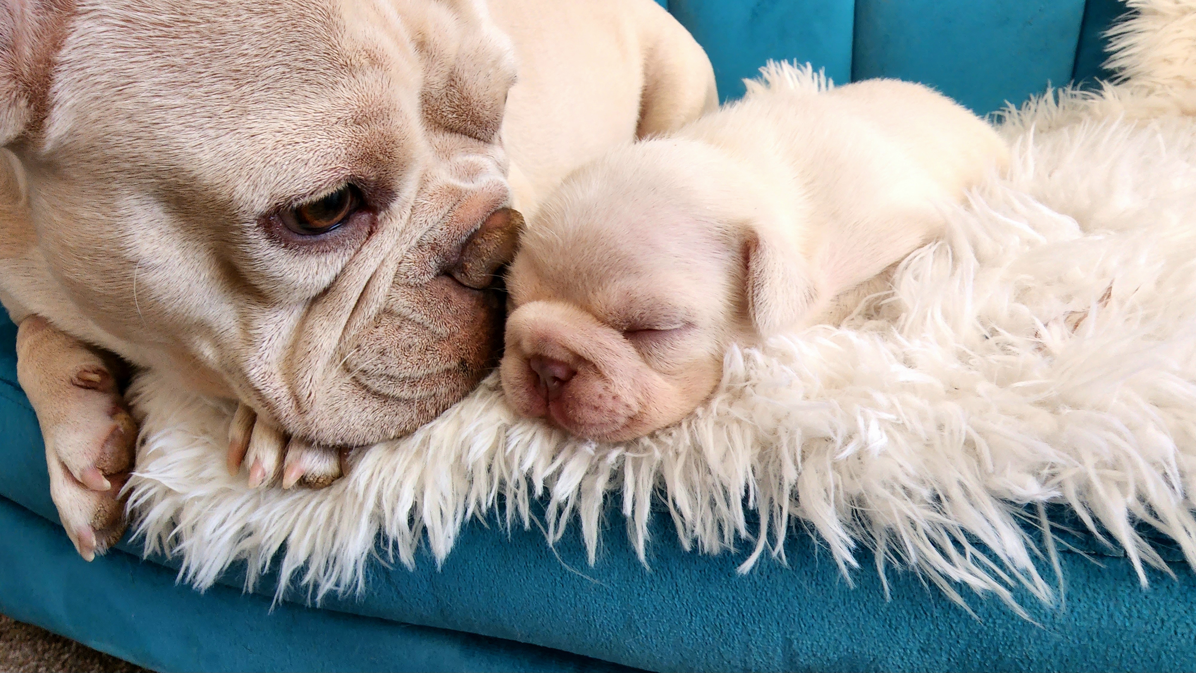 French Bulldogs from Brickhouse Frenchies MT