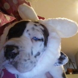 Great Dane Puppies from Waldhaus