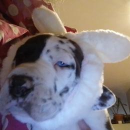 Great Dane Puppies from Waldhaus