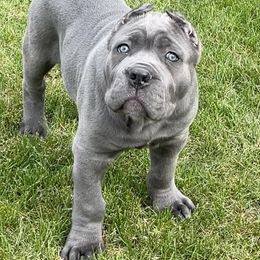 Cane Corso Puppies from Virtue Cane Corso