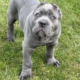 Cane Corso Puppies from Virtue Cane Corso