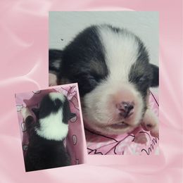 Pink Bandana girl - Black and tan female Pembroke Welsh Corgi puppy in Cherokee, Oklahoma from MCS Farms-OK