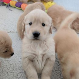 Golden Retriever Puppies from Sandy's Golden Pups