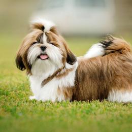 Poodle and Shih Tzu Puppies from Ganna Sultan