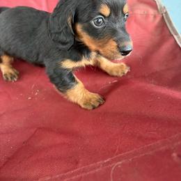 Faline - Black and tan female Dachshund puppy in Conroe, Texas from Dots Dachshunds