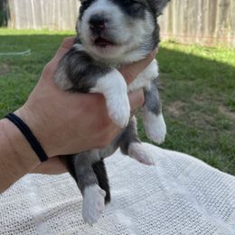 Siberian Husky Puppies from Fly Siberian