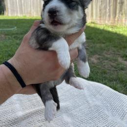 Siberian Husky Puppies from Fly Siberian